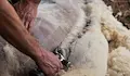 БАБХ наложи строги правила за стригане на овце