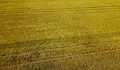 Конкурент съсипа с хербициди реколтата на земеделец в Ямболско