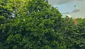 Силна градушка и порой удариха центъра на София