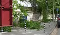 Бурен вятър повали дървета в Русе