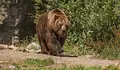 Търсят с дронове мечката край хижа "Рудничар"