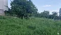Трева над метър превзе междублоковите пространства в квартал "Родина"