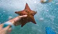 Полимер се възстановява сам под вода като морска звезда