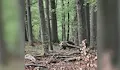 Мъж оцеля след нападение от 150-килограмова мечка