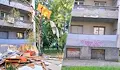 Отрязаха здрава бреза до ученическото общежитие в Русе