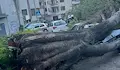 Паднало дърво смачка два автомобила в Асеновград