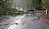 Силен вятър събори дърво на пътя Русе - Силистра