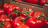 Чужд внос превзема близо 80% от пазара на домати