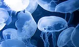 Морето изхвърли хиляди медузи край Кушадасъ