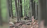 Мъж оцеля след нападение от 150-килограмова мечка