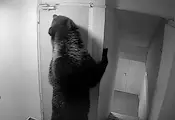 Мечка нахлу в хотел в Румъния