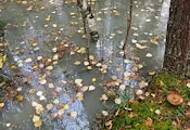 НИМХ обяви жълт код за порои и гръмотевици в Русенско НИМХ обяви жълт код за порои и гръмотевици в Русенско