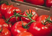 Чужд внос превзема близо 80% от пазара на домати