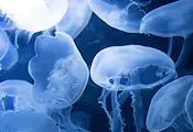 Морето изхвърли хиляди медузи край Кушадасъ