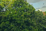 Силна градушка и порой удариха центъра на София