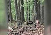Мъж оцеля след нападение от 150-килограмова мечка
