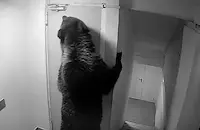 Мечка нахлу в хотел в Румъния