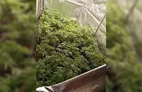 Арестуваха 19 души с дрога при спецакция в София