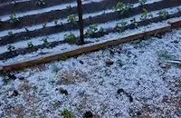 Градушка порази реколтата в село Желю войвода
