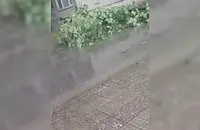 5-минутен дъжд събори дърво в Пловдив