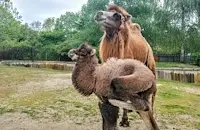 Камилче от застрашен вид се роди в Софийския зоопарк