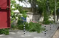 Бурен вятър повали дървета в Русе