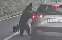 Мечка нападна българин в Румъния
