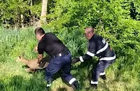 Пожарникари спасиха сърна от напоителен канал