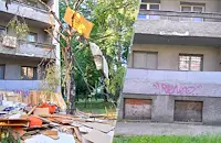 Отрязаха здрава бреза до ученическото общежитие в Русе