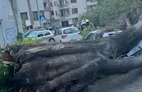 Паднало дърво смачка два автомобила в Асеновград