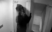 Мечка нахлу в хотел в Румъния
