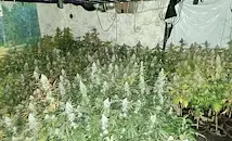 ГДБОП откри 900 стръка канабис в кравеферма в Добричко
