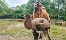 Камилче от застрашен вид се роди в Софийския зоопарк