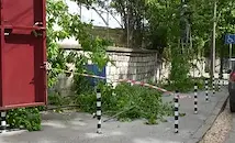 Бурен вятър повали дървета в Русе