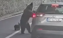 Мечка нападна българин в Румъния