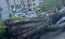 Паднало дърво смачка два автомобила в Асеновград