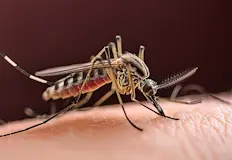 Азиатският тигров комар разширява територията си у насАзиатският тигров комар