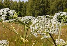 Периодът до края на юни остава най критичен за хората с
