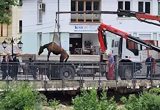 Сутринта водата е била до шията на животнитеВ Тетевен се