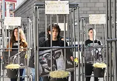 Демонстранти показаха нагледно жестокостта в българските кравефермиПротестиращи влязоха доброволно в
