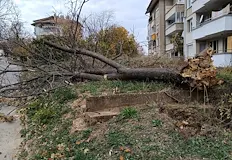 От Общината съветват да не паркираме под дърветатаНационалният институт по