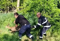 Животното е пуснато на свобода веднага след спасителната акцияНа 10