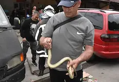 Влечугото вдигна на крак пожарната в градаЕдър пъстър смок предизвика