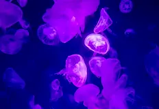 Нашествието на опасния вид застрашава туризма и местните аквакултуриГръцките власти