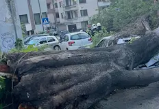 Инцидентът се размина без пострадали гражданиПаднало дърво нанесе сериозни материални