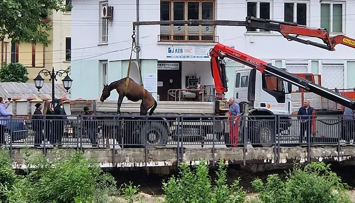 Сутринта водата е била до шията на животните Сутринта водата е била до шията на животните