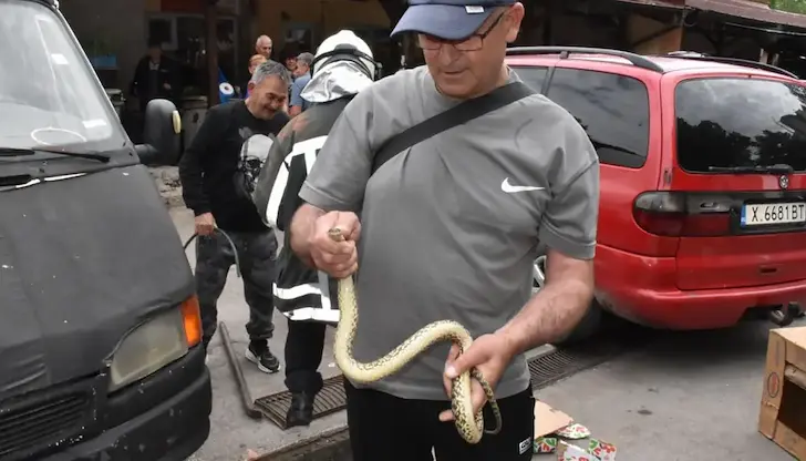 Влечугото вдигна на крак пожарната в града