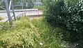Русенци пълзят по кози пътеки с трева до коляно