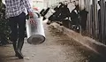 Германия оглави европейското производство на сурово мляко