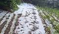 Градушка унищожи посевите в пет смолянски села
